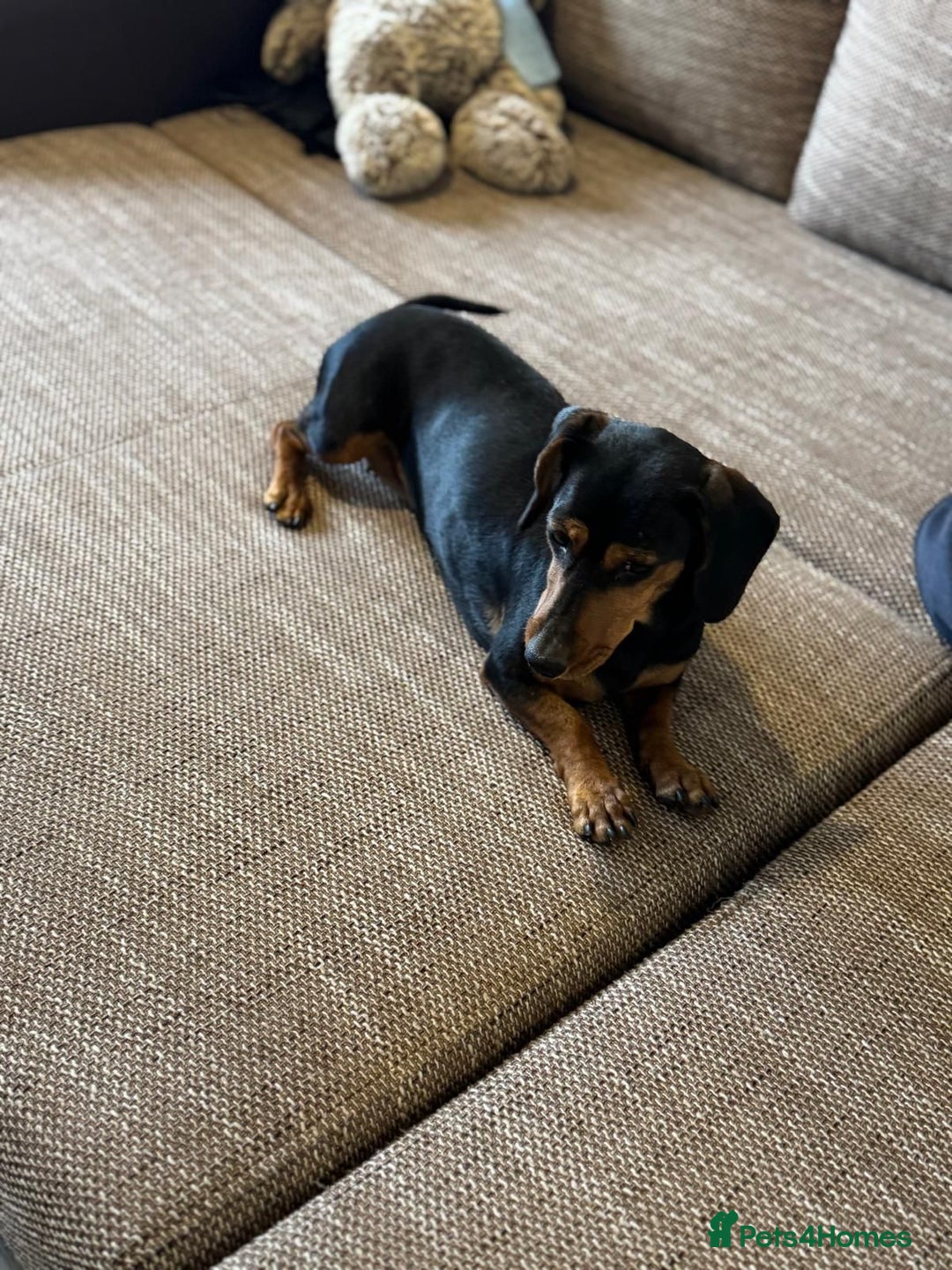 Mixed Breed dogs for adoption: Beautiful Mira needs a home - Advert 7