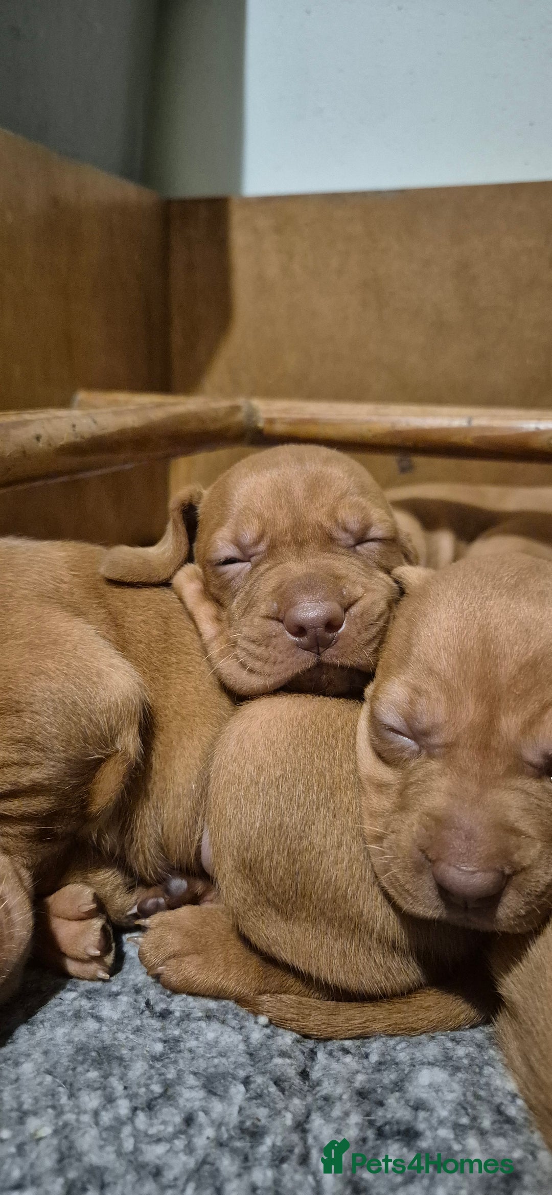 Hungarian Vizsla dogs for sale: Stunning litter KC registered Hungarian Puppy's  - Image 10