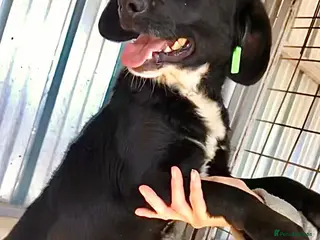 Mixed Breed dogs Chico, 1-2 yrs old. Available for adoption. - Advert 8