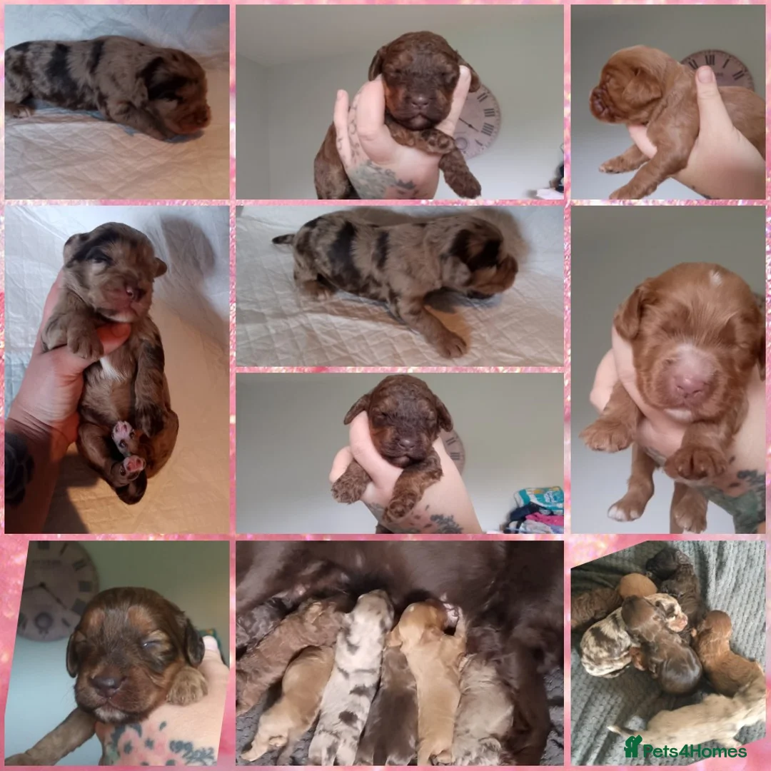 Cockapoo dogs for stud: Buddy - F2b Merle Cockapoo REPEATEDLY PROVEN  Stud in Manchester - Advert 13