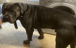 Mixed Breed dogs for sale: Mastiff X Cane Corso Puppies - Image 7