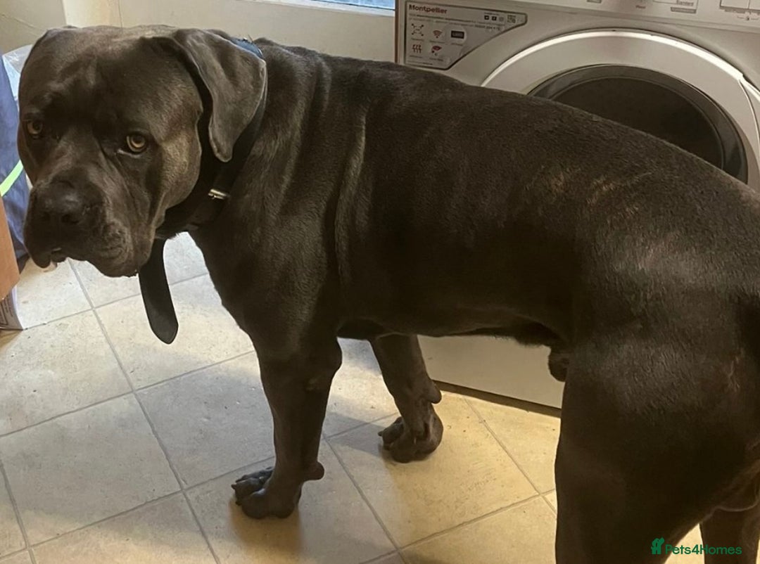 Mixed Breed dogs for sale: Mastiff X Cane Corso Puppies - Image 7