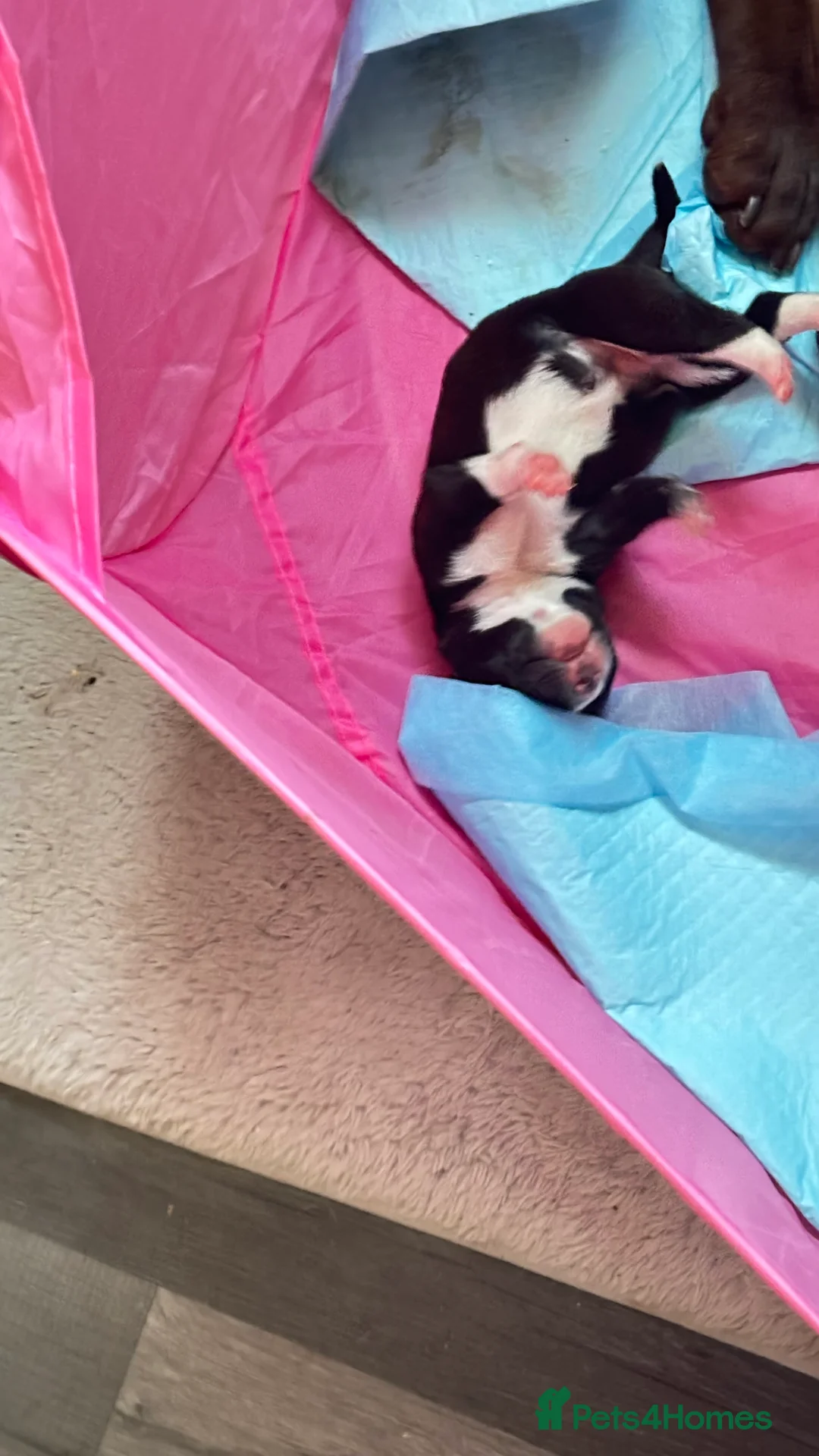 Mixed Breed dogs for sale: Mix breed French bulldog and Labrador puppies  in Newport - Advert 2