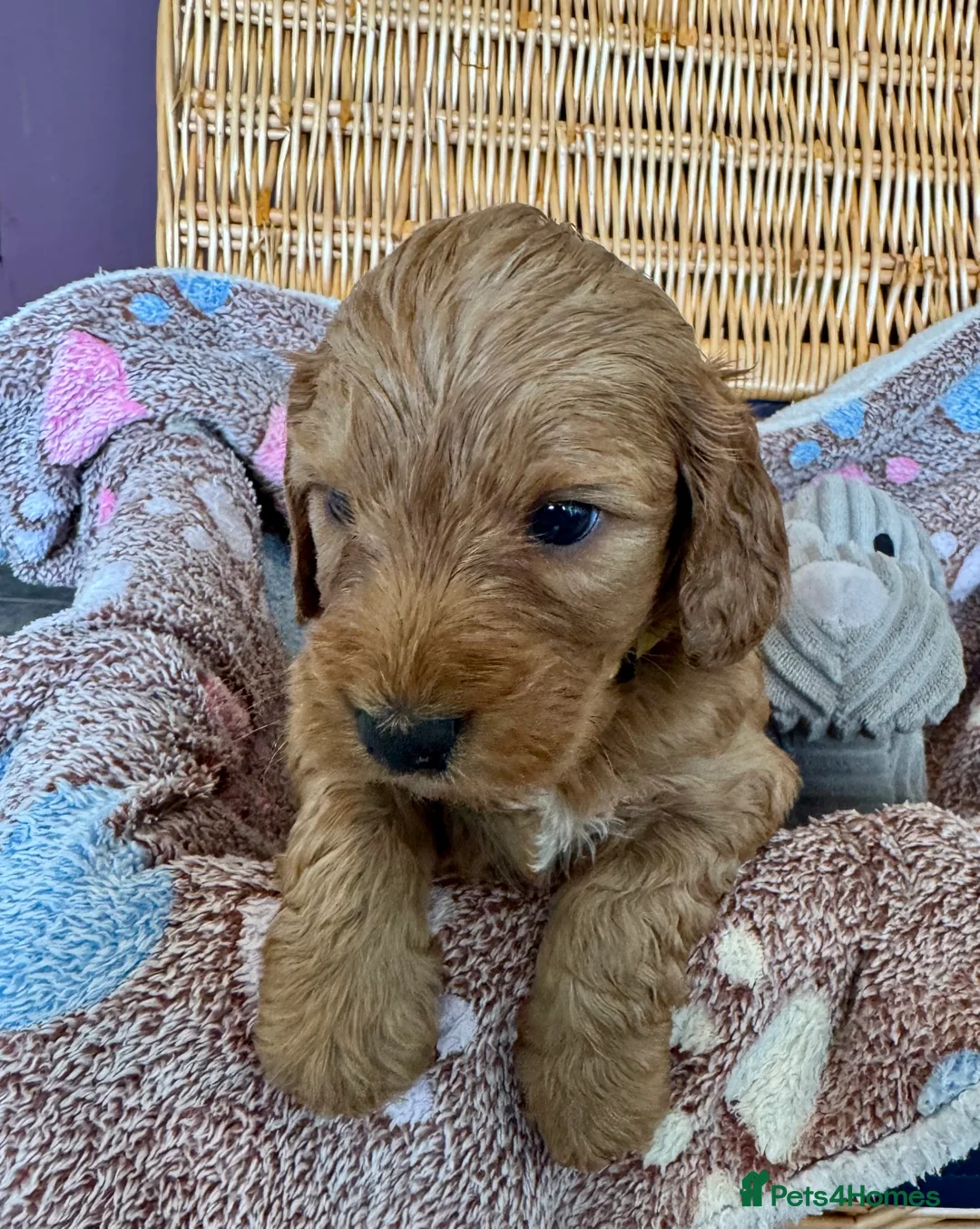 Cockapoo dogs for sale: F1 Show type cockapoo puppies  - Advert 30