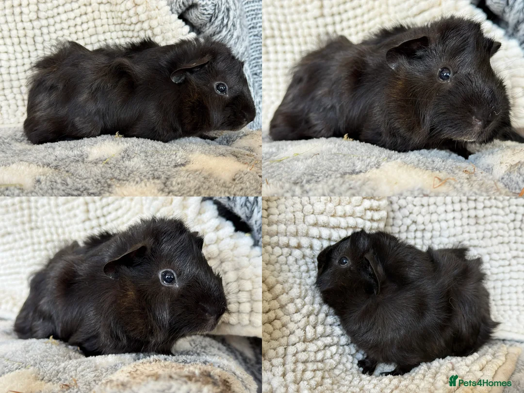 Guinea Pig rodents for sale: 3 Abyssinian / Silkie mix Boar Brothers - Advert 2