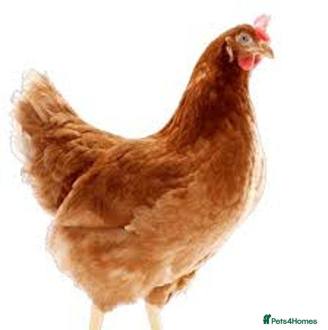 Chickens poultry for sale: Lohman Browns - Advert 2