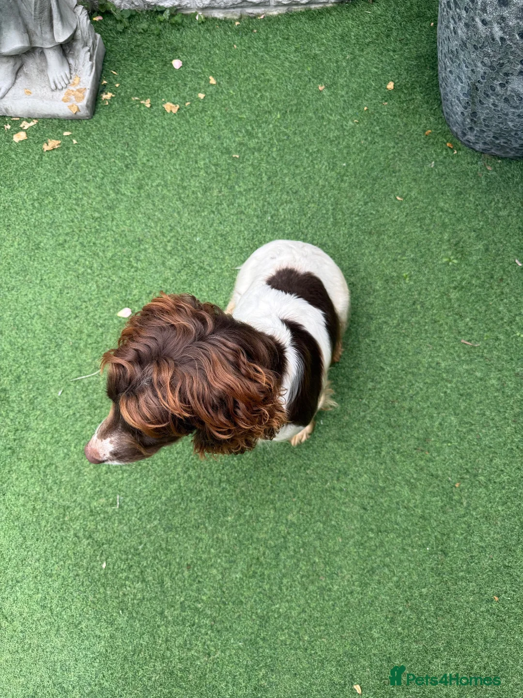 English Springer Spaniel dogs for sale:  OUR LOVELY ANNIE LOOKING FOR A VERY SPECIAL HOME in Doncaster - Advert 13