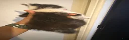 Mixed Breed cats for sale: Mainecoon Mix kittens  - Advert 9