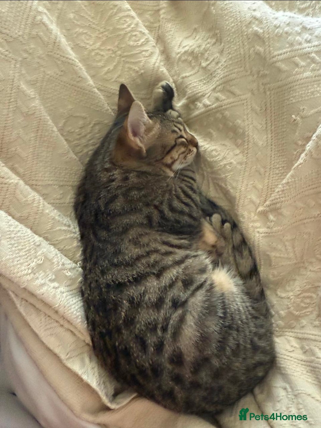 Mixed Breed cats for adoption: Muji & Sol - Affectionate & Chatty indoors pair - Advert 16