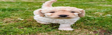 Labradoodle Puppy 1