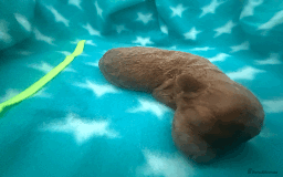 Labradoodle dogs for sale: Miniature Labradoodle F1BB Puppies - Image 15