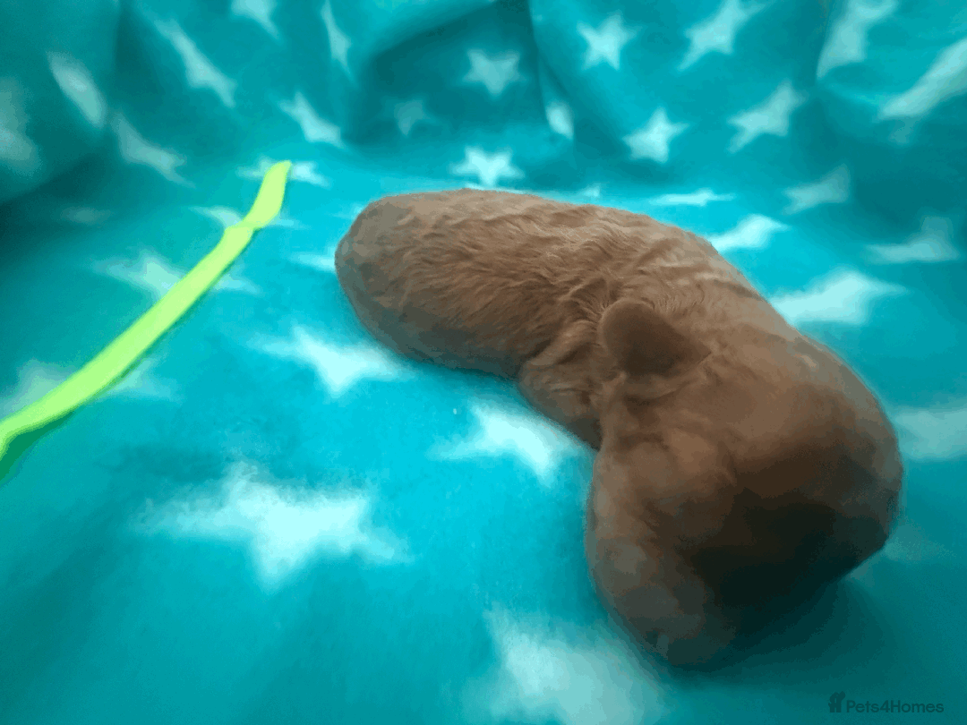 Labradoodle dogs for sale: Miniature Labradoodle F1BB Puppies - Image 15
