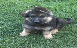 German Shepherd dogs for sale: Ready to leave 🐾 GSD Puppies - Image 2