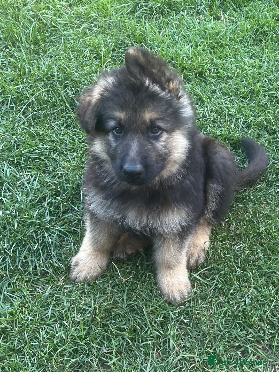 German Shepherd dogs for sale: Ready to leave 🐾 GSD Puppies - Image 2