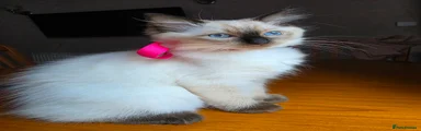 Ragdoll 3