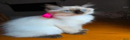 Ragdoll cats for sale: Last Ragdoll Girl Available –11Weeks Old,Ready Now - Advert 3