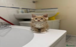 Maine Coon cats for sale: Adorable & Playful Maine Coon Kitten - Image 4