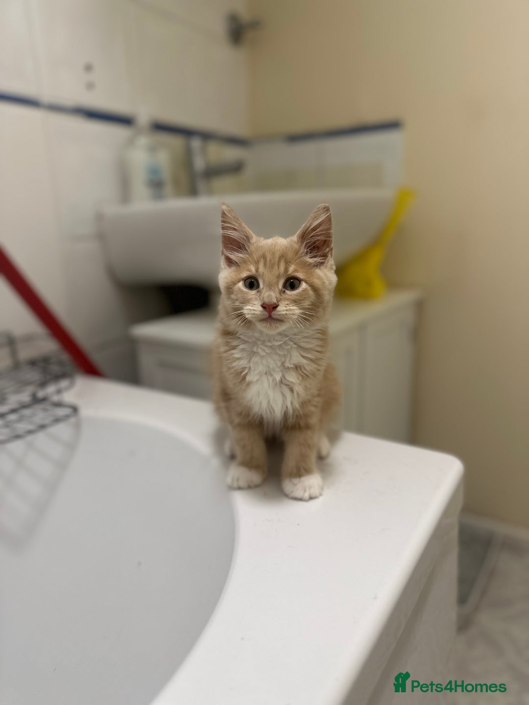 Maine Coon cats for sale: Adorable & Playful Maine Coon Kitten - Image 4