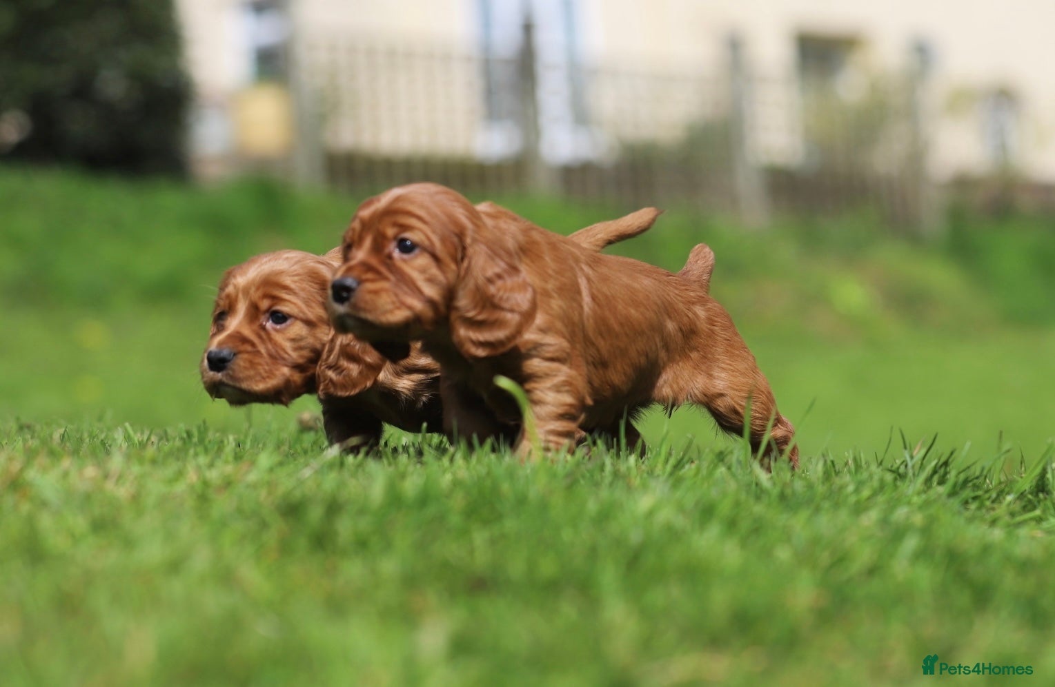 Cocker Spaniel dogs R.k.c registered working cocker spaniel pups  - Advert 12
