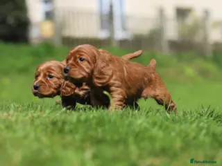 Cocker Spaniel dogs R.k.c registered working cocker spaniel pups - Advert 12