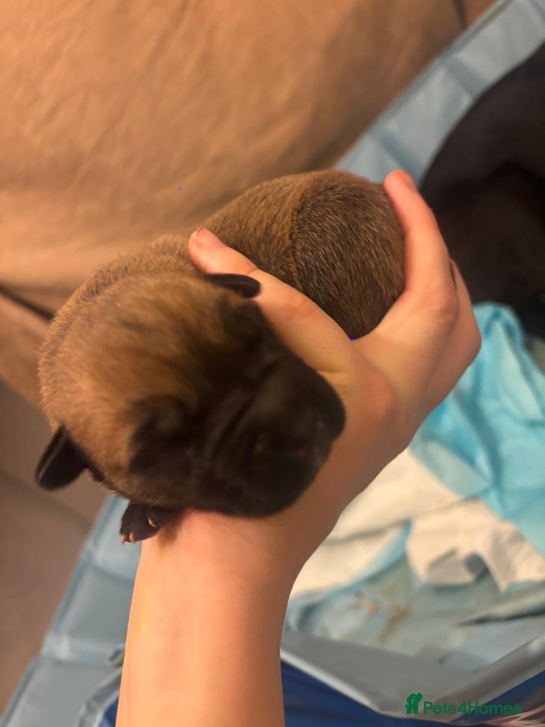 Belgian Shepherd Dog dogs for sale: MALI PUPPIES  - Advert 2