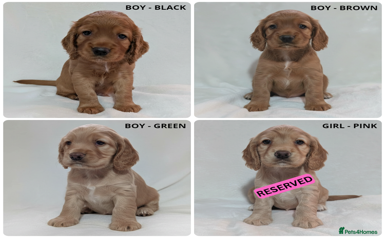 Cocker Spaniel dogs - Advert 11