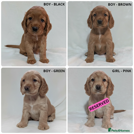 Cocker Spaniel dogs - Advert 11