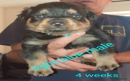 Rottweiler dogs for sale: Chunky big boned rottweilers  - Image 34