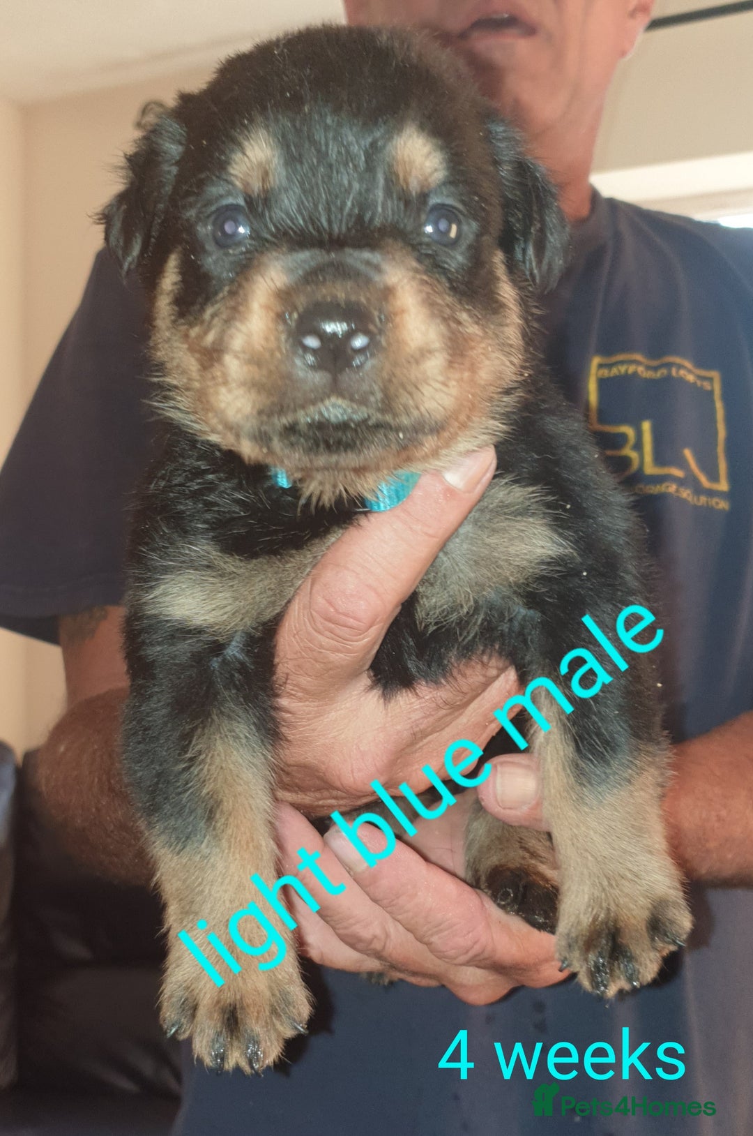 Rottweiler dogs for sale: Chunky big boned rottweilers  - Image 34