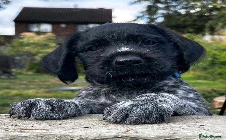 German Wirehaired Pointer dogs - Advert 1