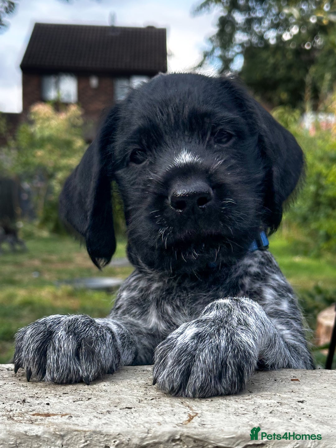 German Wirehaired Pointer dogs for sale: German Wirehaired Pointer Puppies for Sale - Image 1