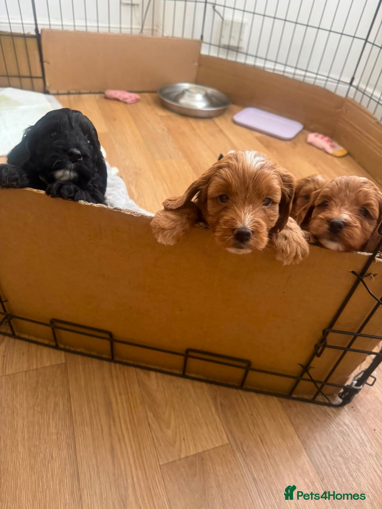 Cockapoo dogs F1 Cockapoo puppies health tested parents - Advert 8