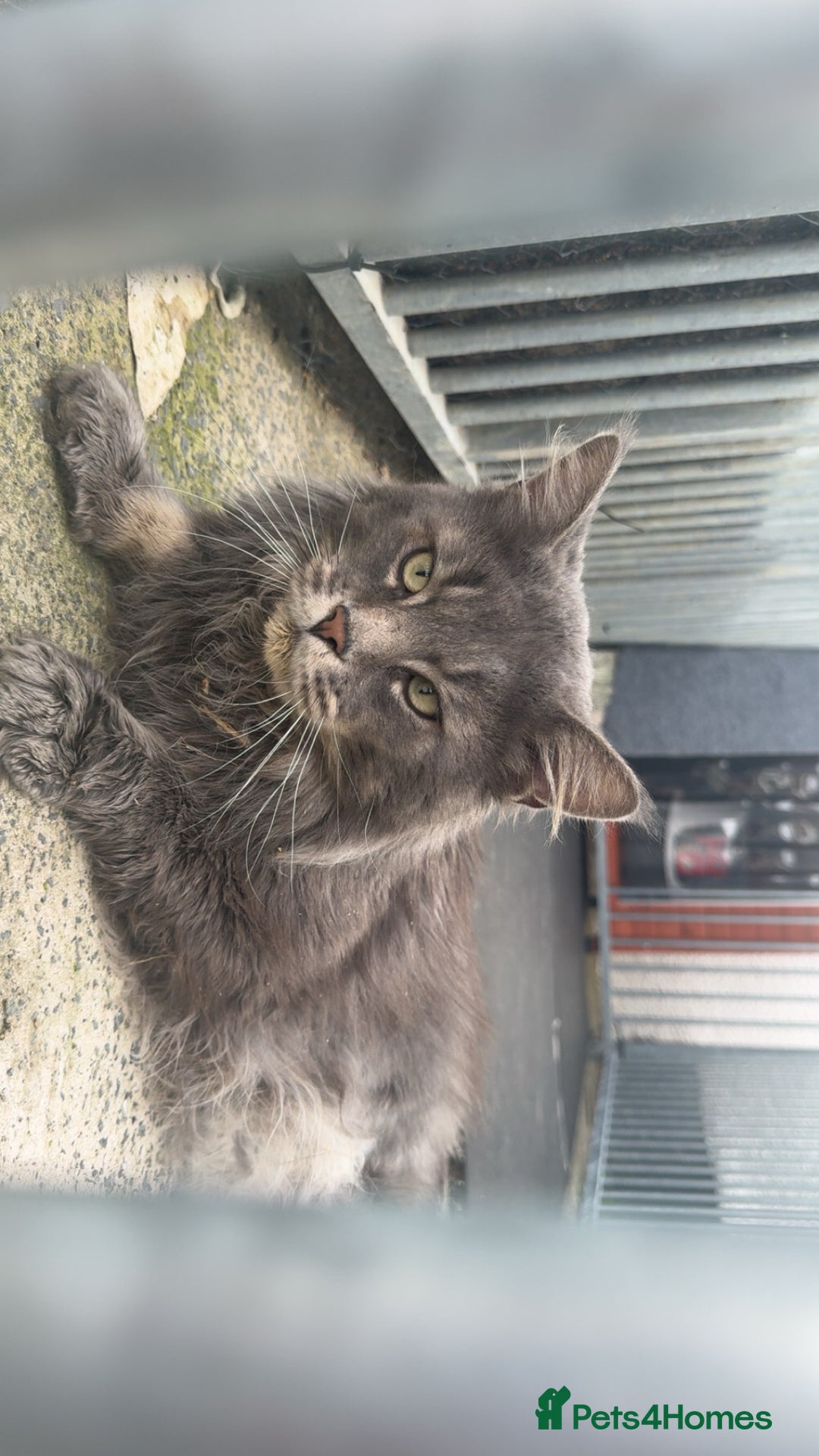 Maine Coon cats for sale: Last male left stunning Maine coon-  - Advert 9