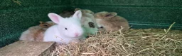 Mixed Breed rabbits for sale: Beautiful little of mixed giants  - Advert 10