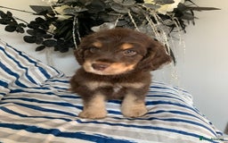 Cockapoo dogs for sale: Cockapoo puppies F1/F1b. Health tested ready soon  - Image 2