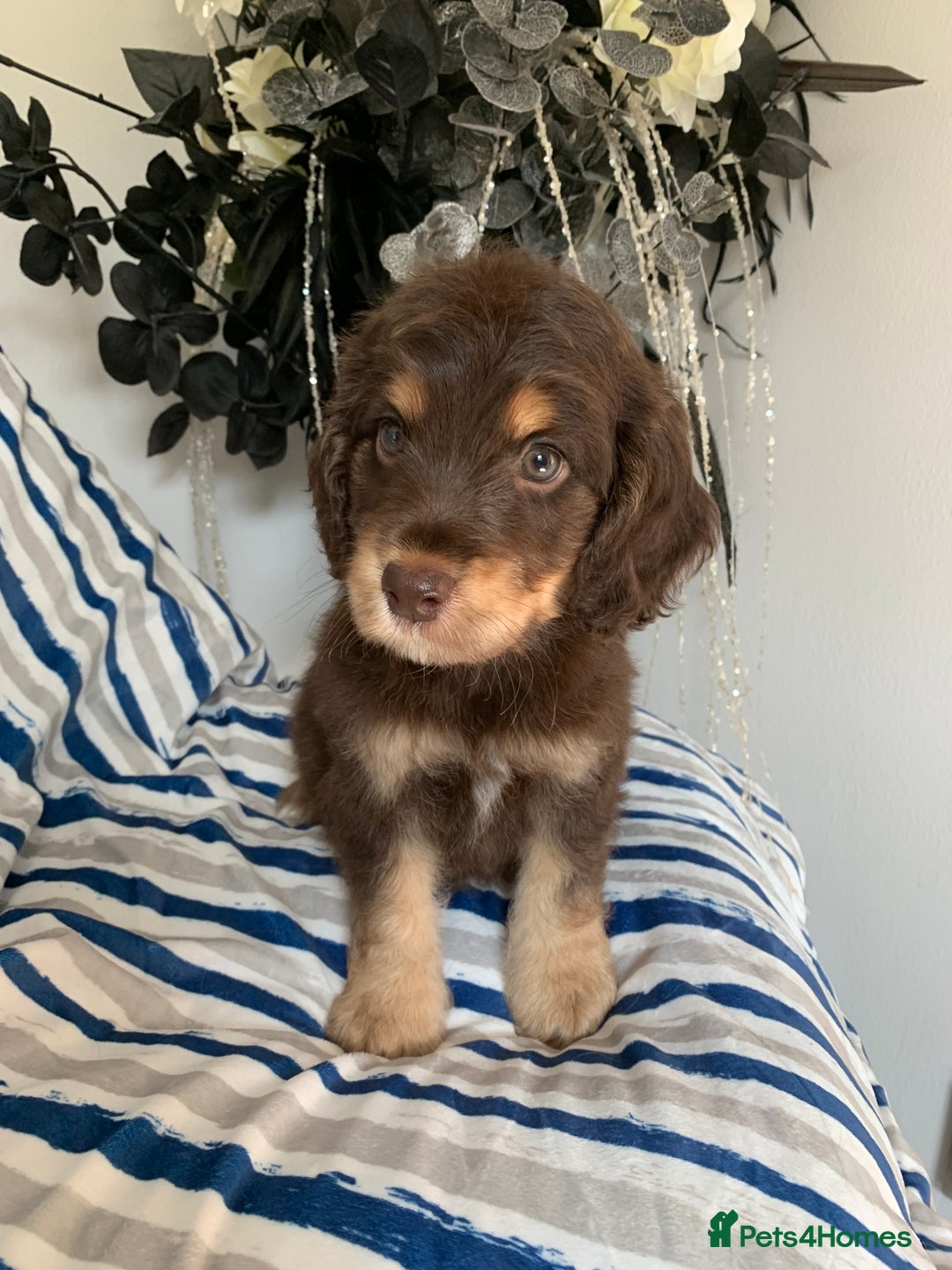 Cockapoo dogs for sale: Cockapoo puppies F1/F1b. Health tested ready soon  - Image 2