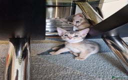 Abyssinian cats for sale: Abyssinian Kittens - Image 17