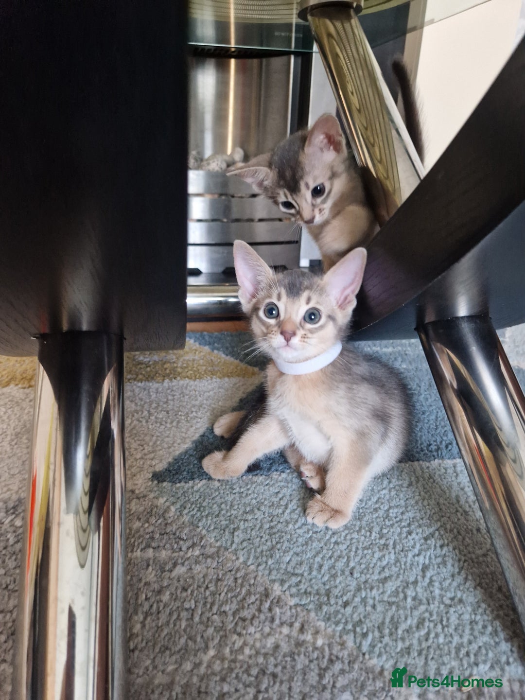 Abyssinian cats for sale: Abyssinian Kittens - Image 17