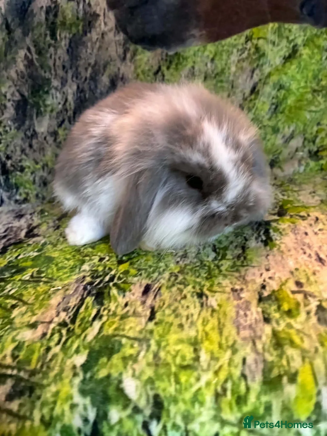 Mini Lop rabbits for sale: Beautiful mini Lop Baby Rabbits - Advert 2