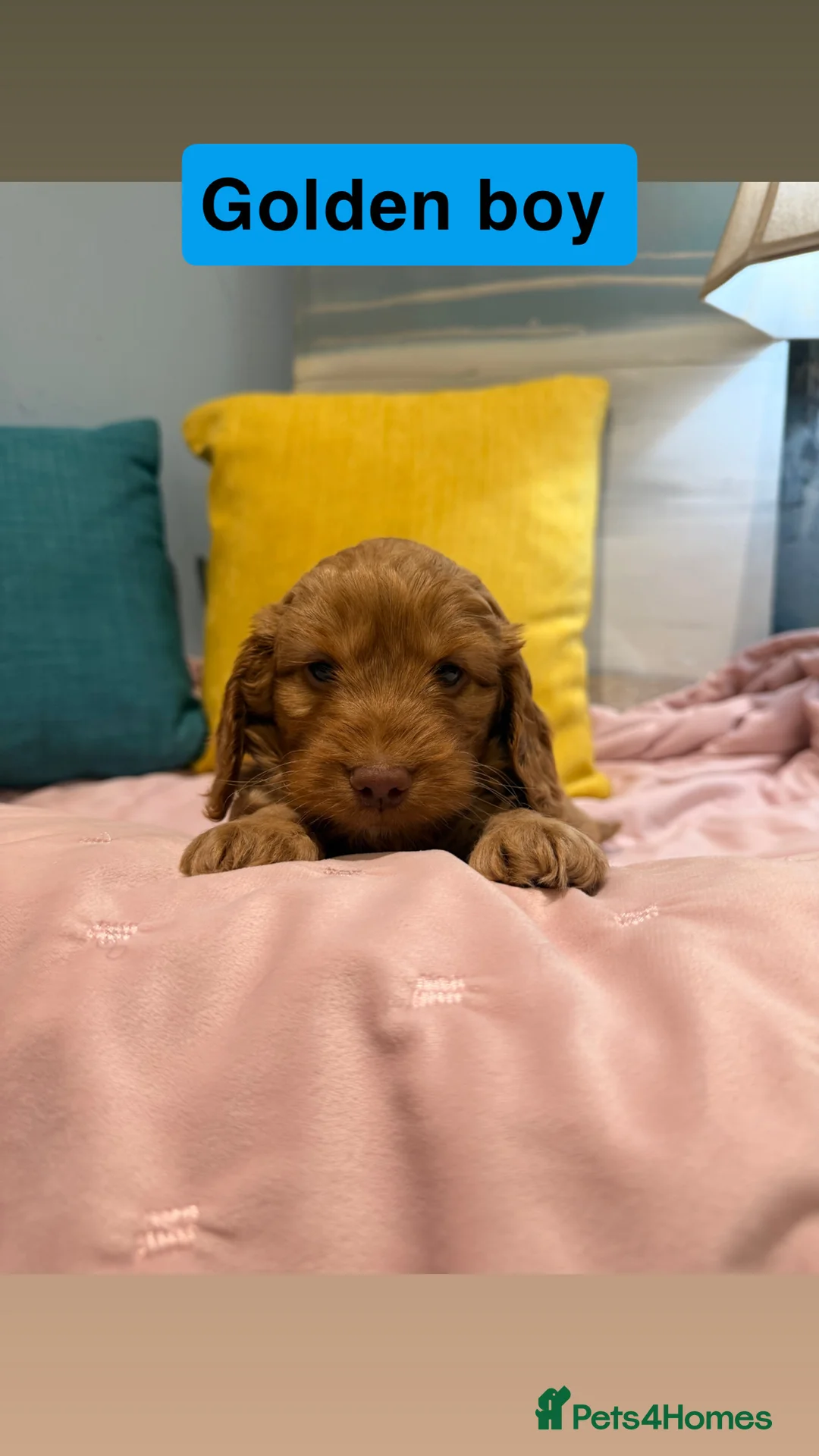 Cockapoo dogs for sale: Cockapoos  - Advert 16