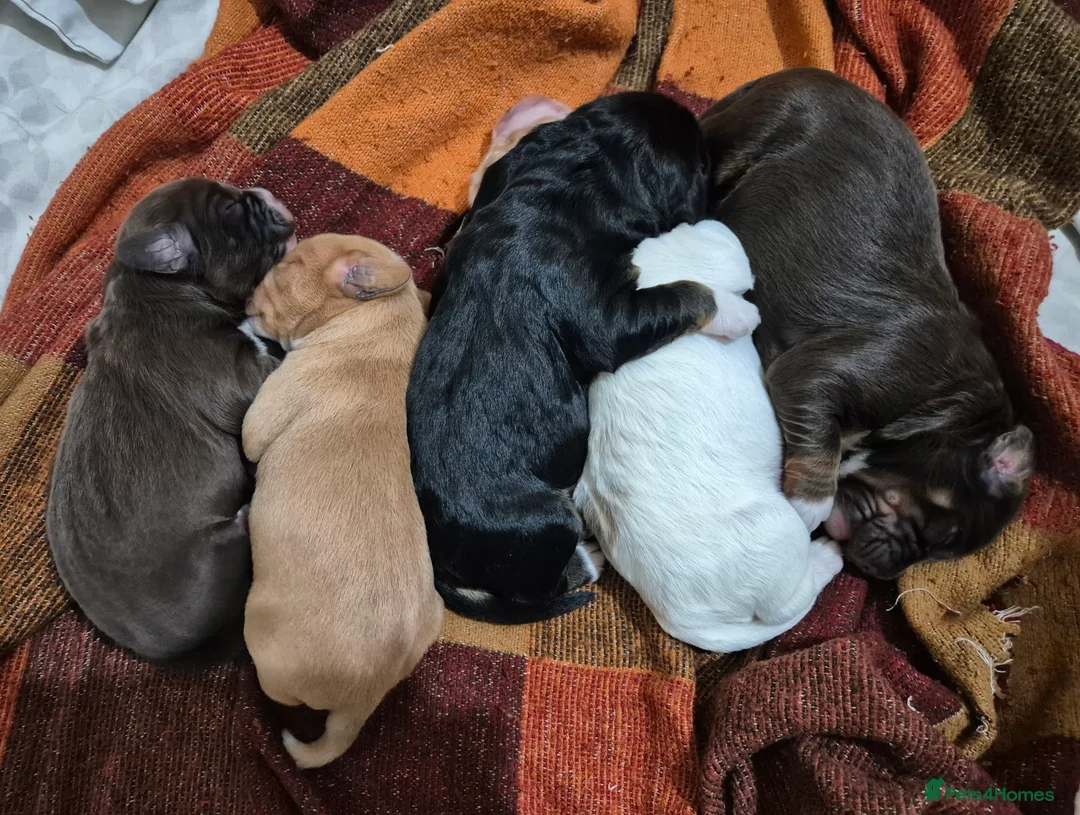 Mixed Breed dogs for sale: Beautiful Cockapoo/Springer pups for adoption  in Cheadle - Advert 2