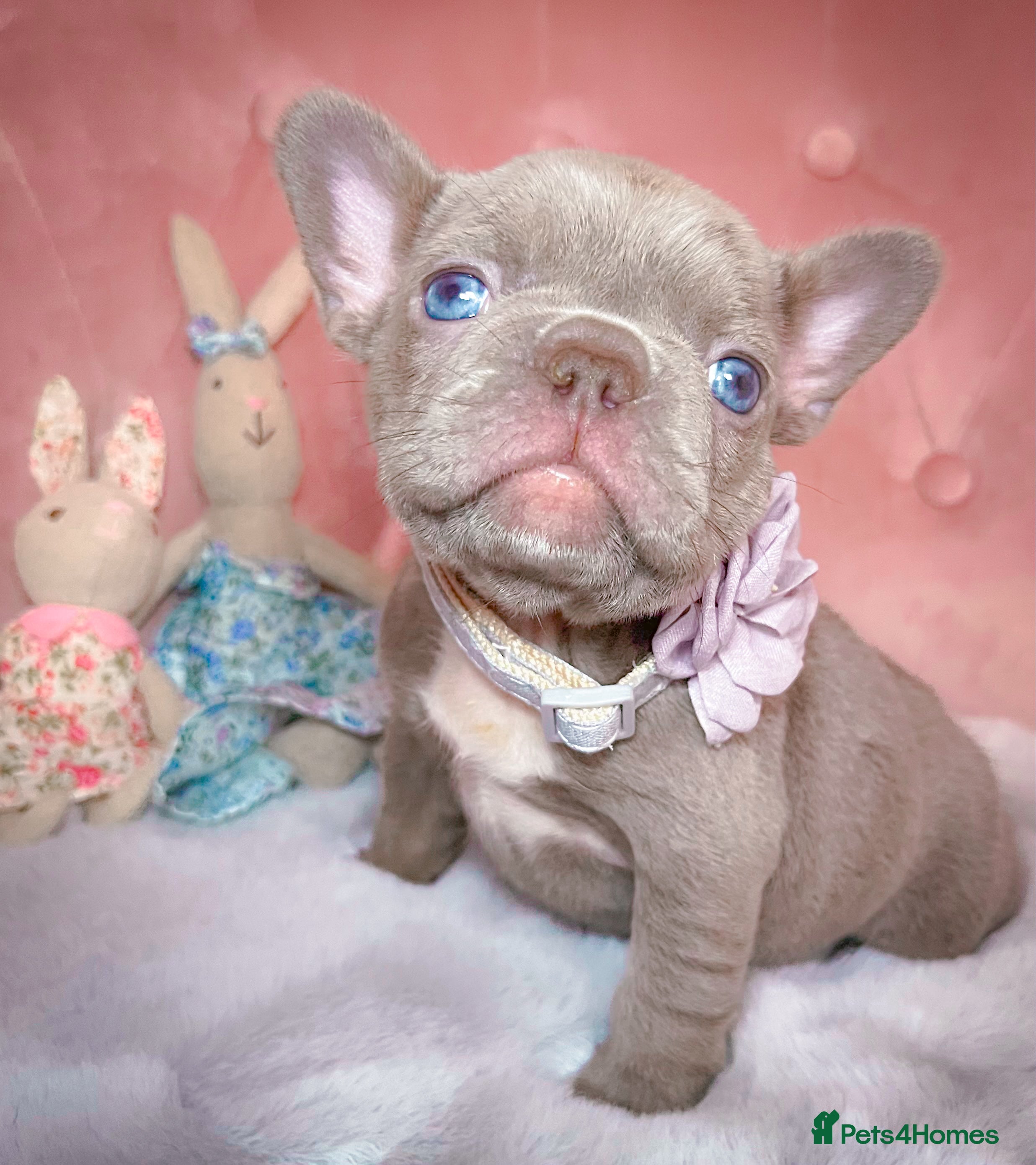 French Bulldog dogs 🌸READY TO GO Blue,New Shade🌸 - Advert 5