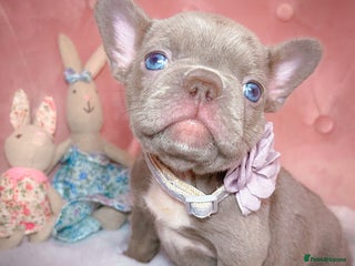 French Bulldog dogs 🌸READY TO GO Blue,New Shade🌸 - Advert 9