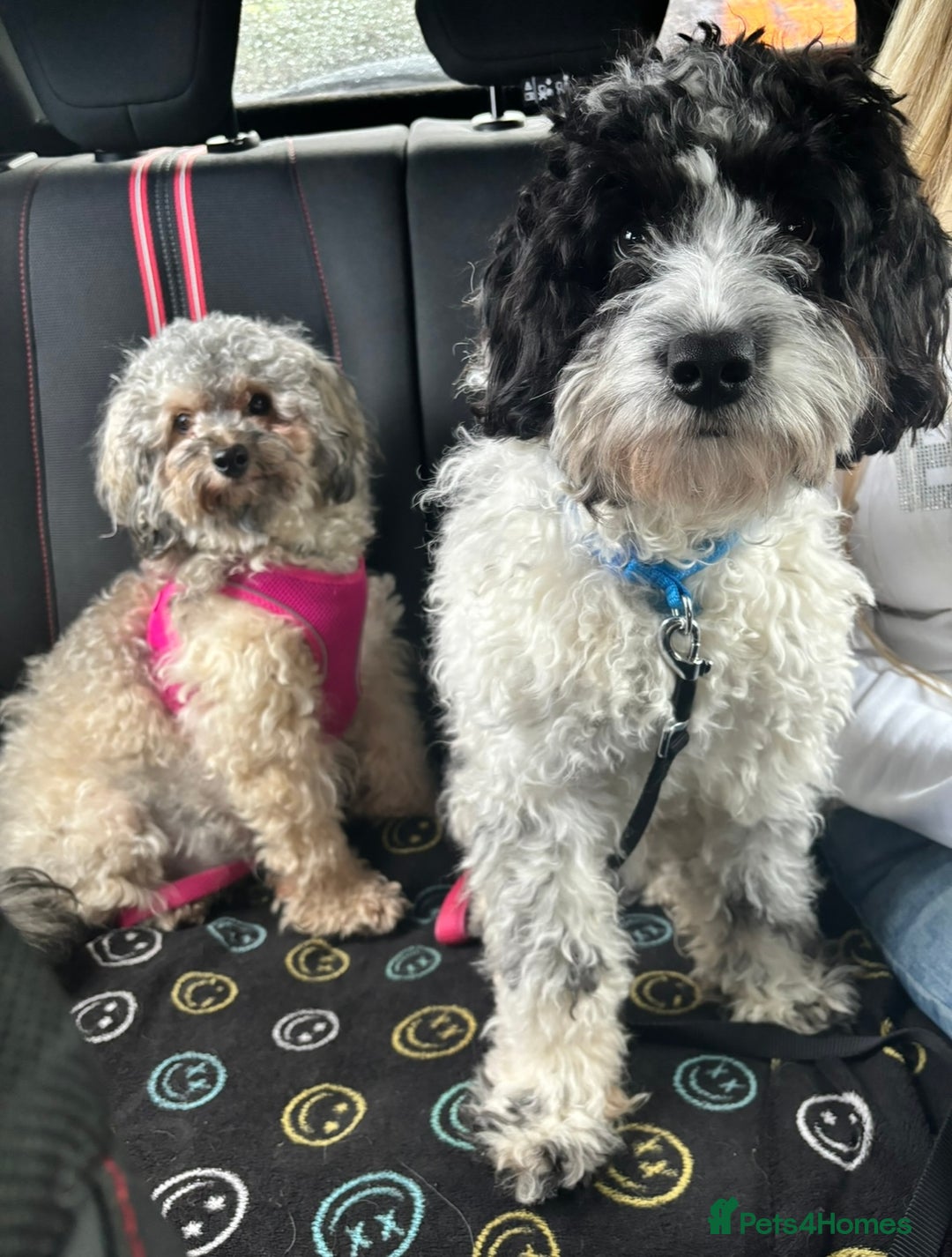 Mixed Breed dogs for sale: Stunning Shihpoo X Sproodle puppies - Image 7