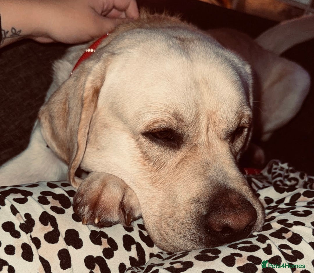 Labrador Retriever dogs for sale: 3 year old male - Advert 3