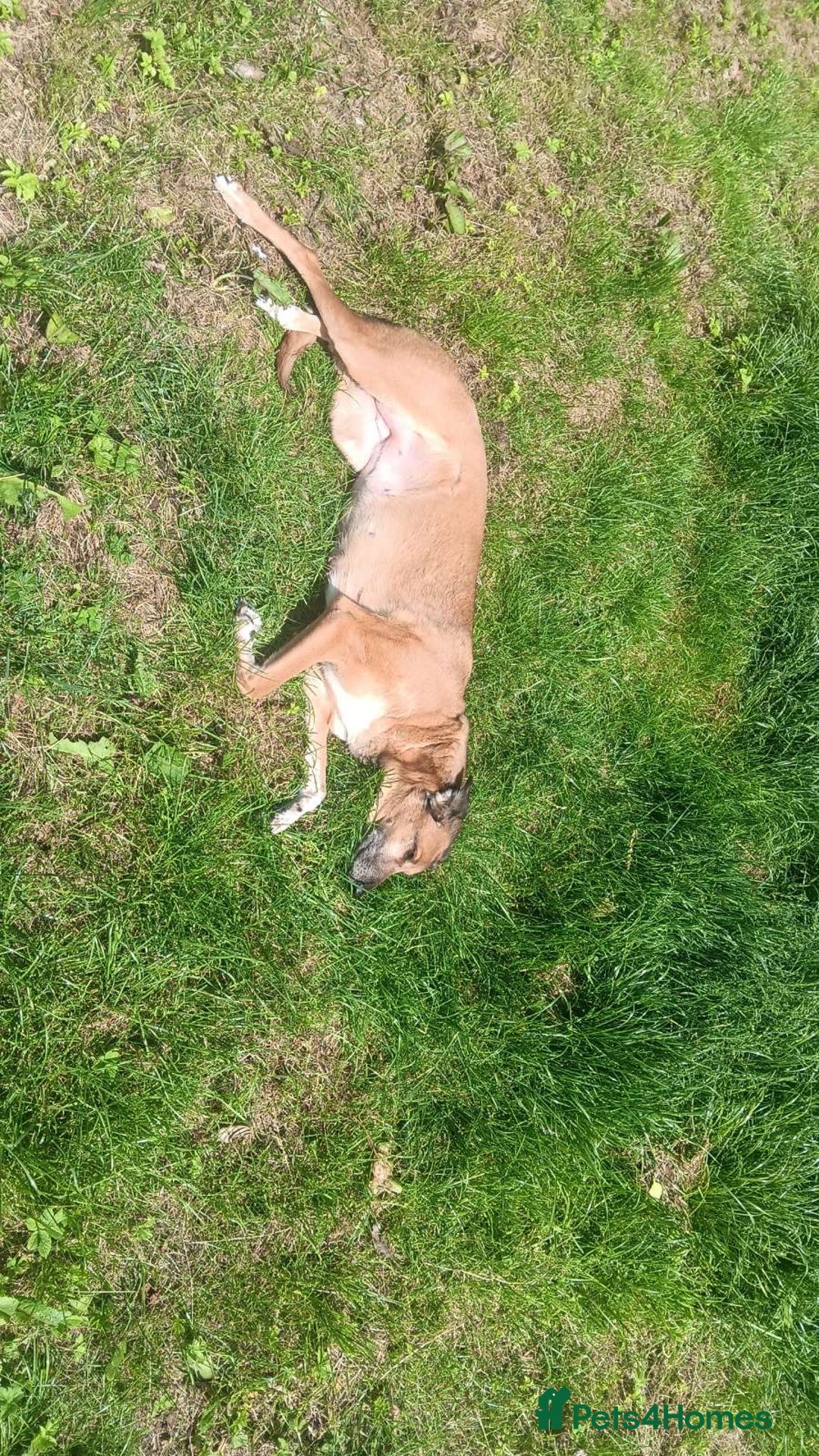 Mixed Breed dogs for sale: Lurcher cross  **  - Advert 4