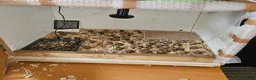 Quail poultry for sale: 8 Quail plus accessories for sale - Advert 6
