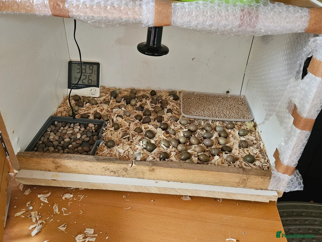 Quail poultry for sale: 8 Quail plus accessories for sale - Advert 6