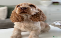 Cocker Spaniel dogs for sale: Show type cocker spaniels 🐶 ready now 🐶 - Image 11