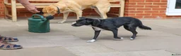 Mixed Breed dogs for adoption: Very friendly Remy - Advert 6